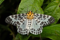 Pogonopygia nigralbata