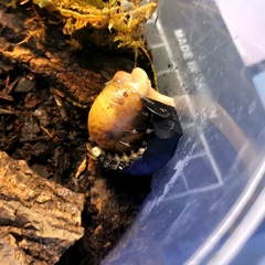 Lamprigera yunnana