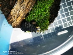 Lamprigera yunnana