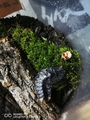 Lamprigera yunnana