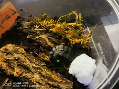 Lamprigera yunnana