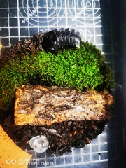 Lamprigera yunnana