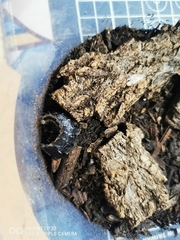 Lamprigera yunnana