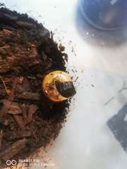 Lamprigera yunnana