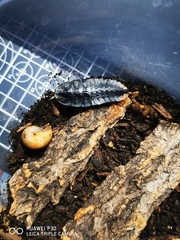 Lamprigera yunnana