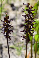 Genoplesium morrisii