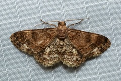 Abaciscus tristis