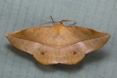 Sarcinodes restitutaria