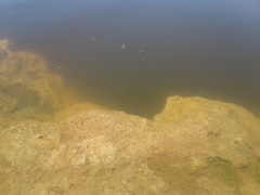 Cyprinodon pecosensis