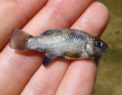 Cyprinodon pecosensis