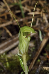 Pterostylis trullifolia