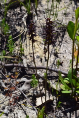 Genoplesium morrisii