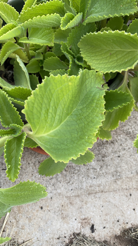 Coleus amboinicus, 2021-07-09