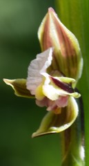 Prasophyllum australe