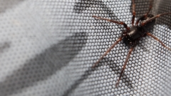 Oedignatha scrobiculata