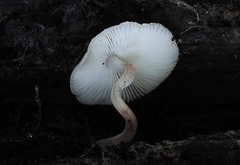 Collybia bakerensis