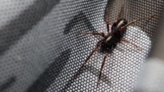 Oedignatha scrobiculata
