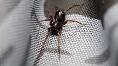 Oedignatha scrobiculata