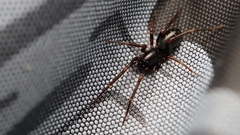 Oedignatha scrobiculata