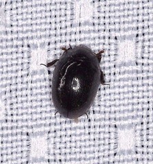 Nosodendron unicolor