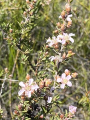 Leptospermum semibaccatum