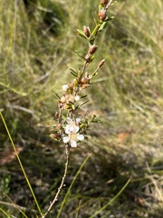 Leptospermum semibaccatum