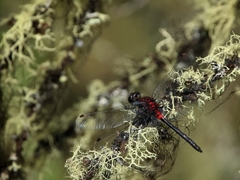 Leucorrhinia glacialis