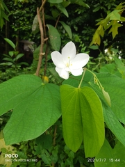 Bauhinia acuminata