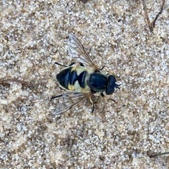 Helophilus lapponicus