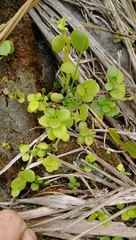 Peperomia urvilleana