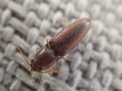Glyphonyx bimarginatus