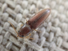 Glyphonyx bimarginatus