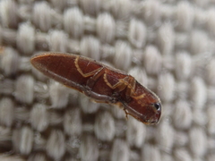 Glyphonyx bimarginatus