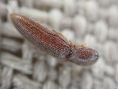 Glyphonyx bimarginatus