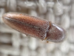 Glyphonyx bimarginatus