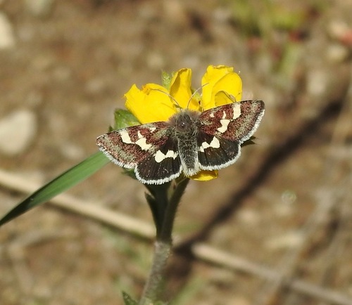 White-spotted Midget photo 2