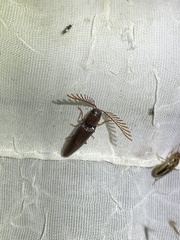 Dicrepidius palmatus