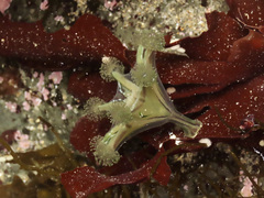 Haliclystus sanjuanensis