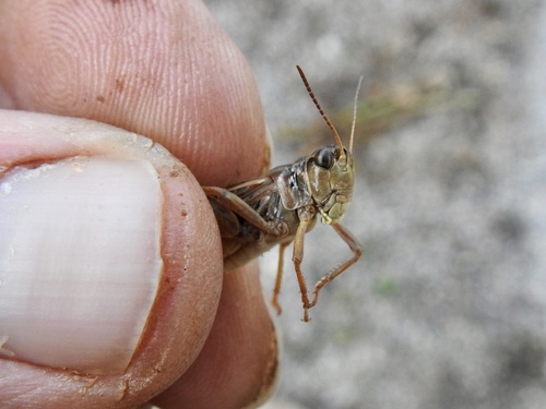 Clear-winged Grasshopper photo 3