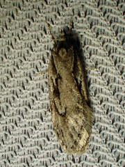 Semioscopis aurorella