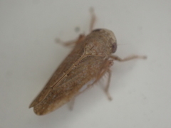 Paraphlepsius continuus