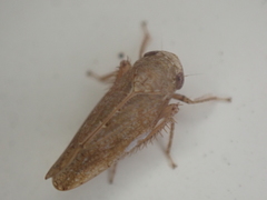 Paraphlepsius continuus