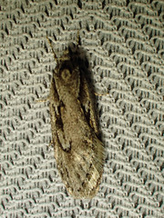 Semioscopis aurorella