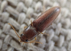 Glyphonyx bimarginatus