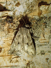Lithophane disposita