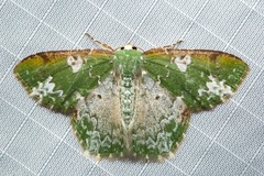 Eucyclodes albisparsa