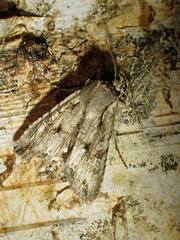 Lithophane disposita