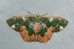 Eucyclodes albisparsa