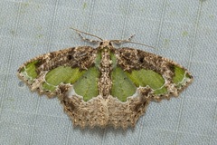 Eucyclodes discipennata