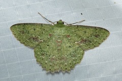 Herochroma baibarana